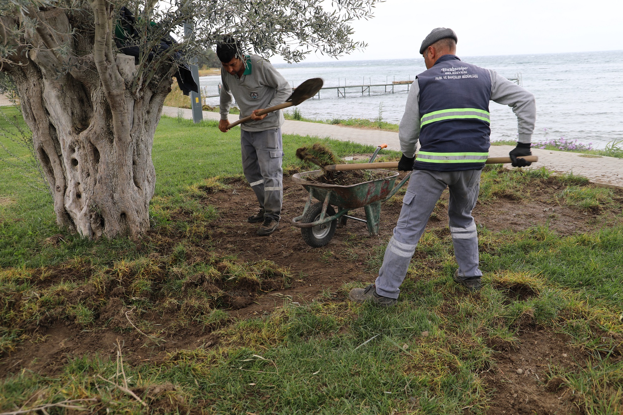 BURHANİYE DOMUZLAR (5)