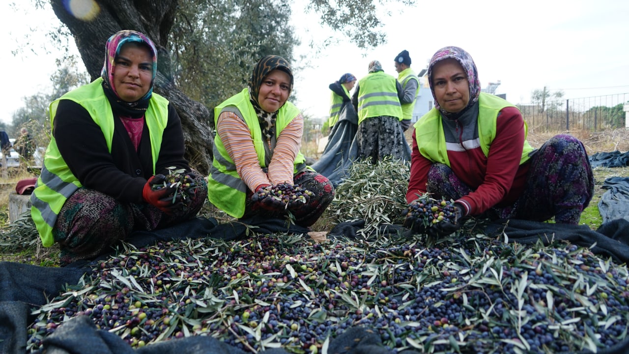 zeytin hasat (5)