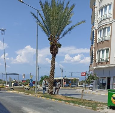 BURHANİYE’DE PALMİYELER BELEDİYE KORUMASINDA