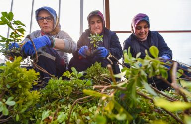 KARESİ BELEDİYESİ KENDİ ÇİÇEKLERİNİ ÜRETİYOR