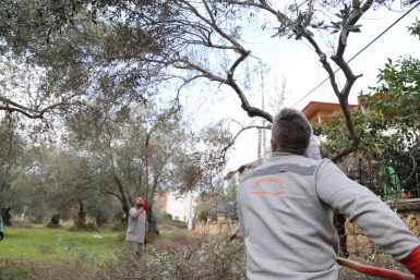 EDREMİT’TE HASAT SONRASI ZEYTİNLER BUDANIYOR