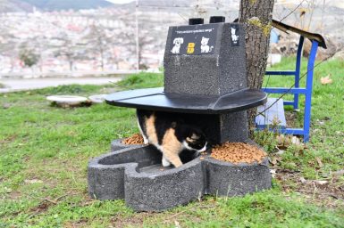 Büyükşehir sokak hayvanlarının yanında