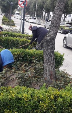 BURHANİYE’DE YABANİ OT TEMİZLİĞİ ÇALIŞMALARI BAŞLADI