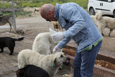 SOKAKTAKİ CANLAR EDREMİT BELEDİYESİ’NE EMANET