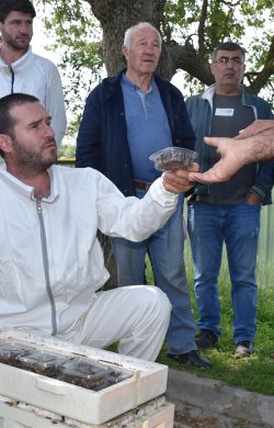 20 bin kraliçe evlerine uçtu