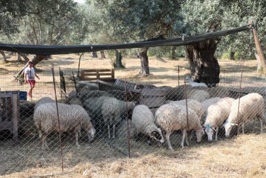 Edremit’te kurban satış ve kesim yerleri belirlendi