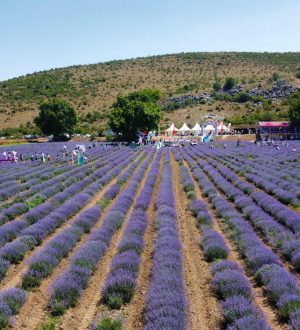 ALTIEYLÜL LAVANTA HASADI BAŞLADI