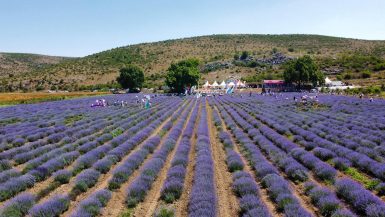 ALTIEYLÜL LAVANTA HASADI BAŞLADI