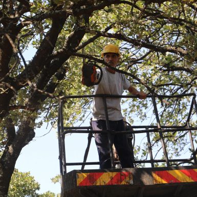 ÖREN’DE ANIT AĞAÇLAR REHABİLİTE EDİLİYOR