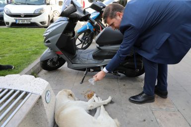 Sokaktaki can dostlar konuşuldu!