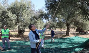 ZEYTİNİN BAŞKENTİ EDREMİT’TEN SOFRALARA