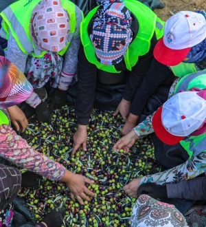 ZEYTİNİN BAŞKENTİ BURHANİYE’DE HASAT ZAMANI