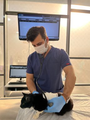 Olta iğnesi yutan kedi Büyükşehir in tedavi merkezinde güvende