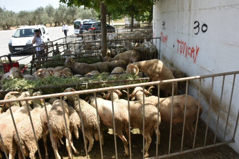 Edremit Kurban Bayrami'na hazir HABER (1)