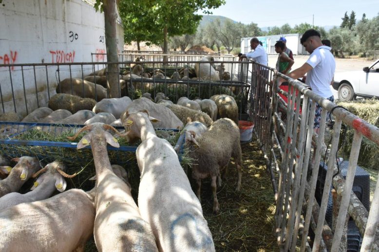 Edremit Kurban Bayrami'na hazir HABER (10)