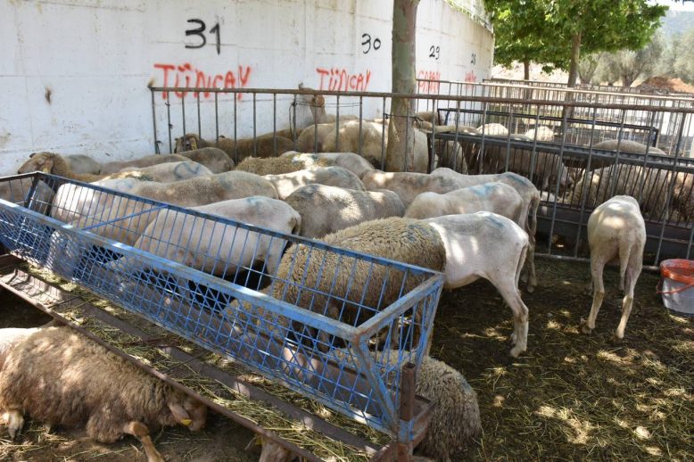 Edremit Kurban Bayrami'na hazir HABER (3)