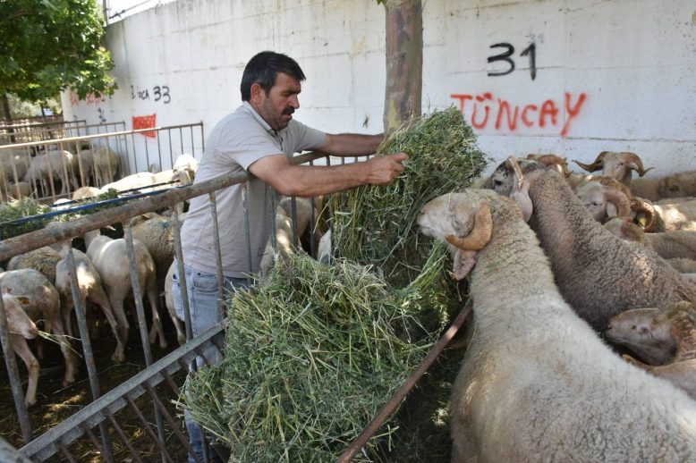 Edremit Kurban Bayrami'na hazir HABER (6)