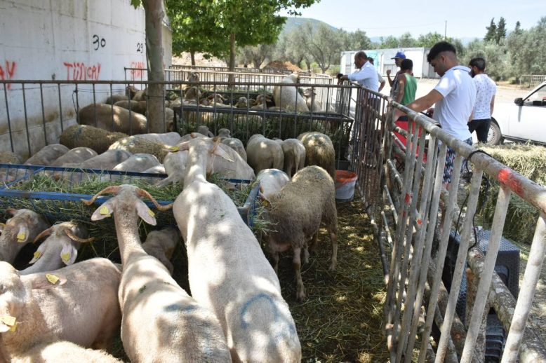 Edremit Kurban Bayrami'na hazir HABER (7)