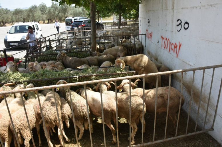 Edremit Kurban Bayrami'na hazir HABER (9)