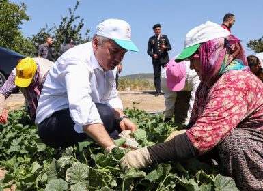 Canbey çiftçinin yanında