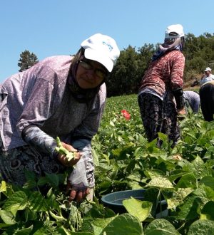 Büyükşehir’in dağıttığı tohumlar toprakla buluştu, verim çiftçinin yüzünü güldürdü