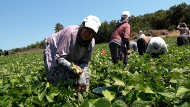 Büyükşehir’in dağıttığı tohumlar toprakla buluştu, verim çiftçinin yüzünü güldürdü