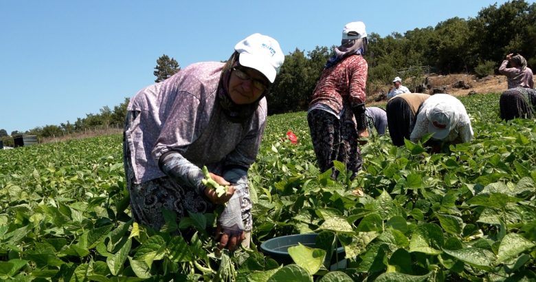  Büyükşehir’in dağıttığı tohumlar toprakla buluştu, verim çiftçinin yüzünü güldürdü