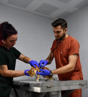 Balıkesir’de can dostlar Büyükşehir eliyle güvende