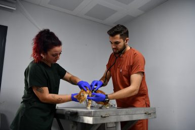 Balıkesir’de can dostlar Büyükşehir eliyle güvende